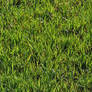 grass texture 3