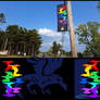 Raven Rainbow