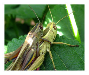 Insex