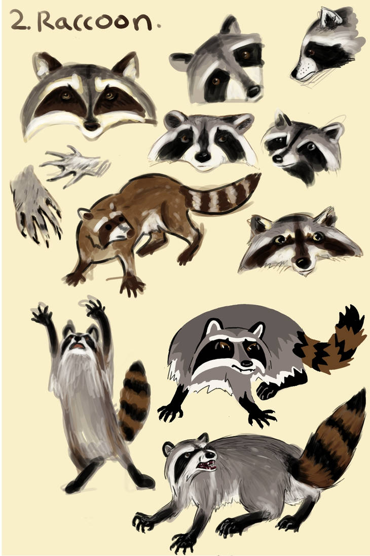 Raccoons by Crayon-Tiger on DeviantArt