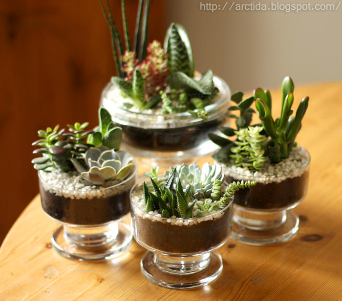 DIY Succulent gardens