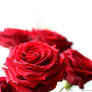 Red Roses