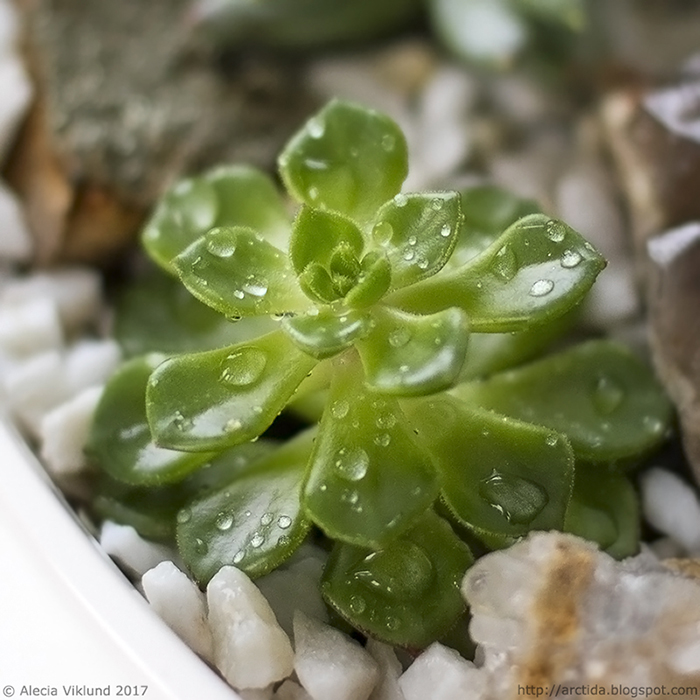 Echeveria sp.