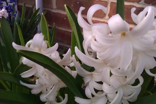 Hyacinths: White and Pure