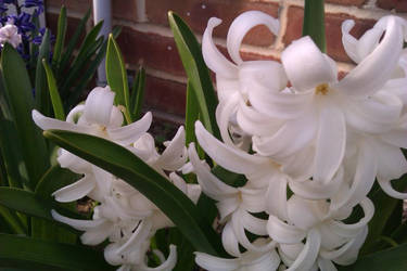 Hyacinths: White and Pure