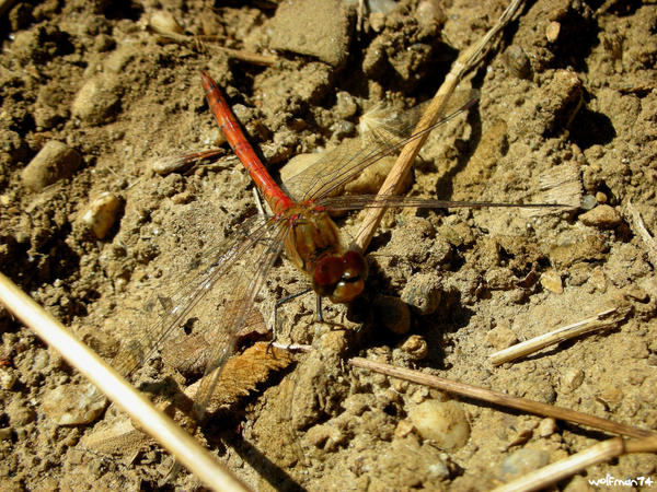 red dragonfly 1