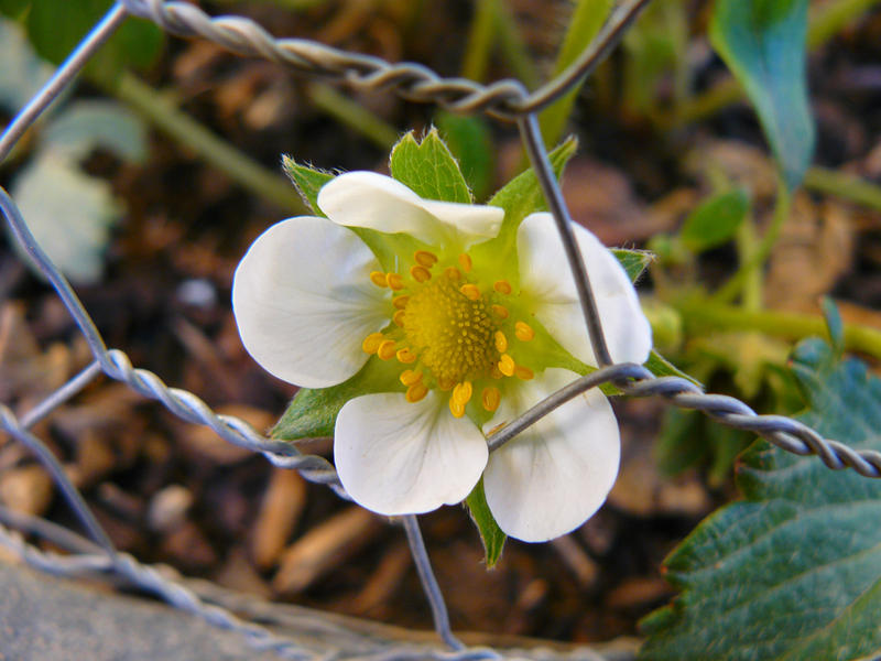 Strawberry Flower