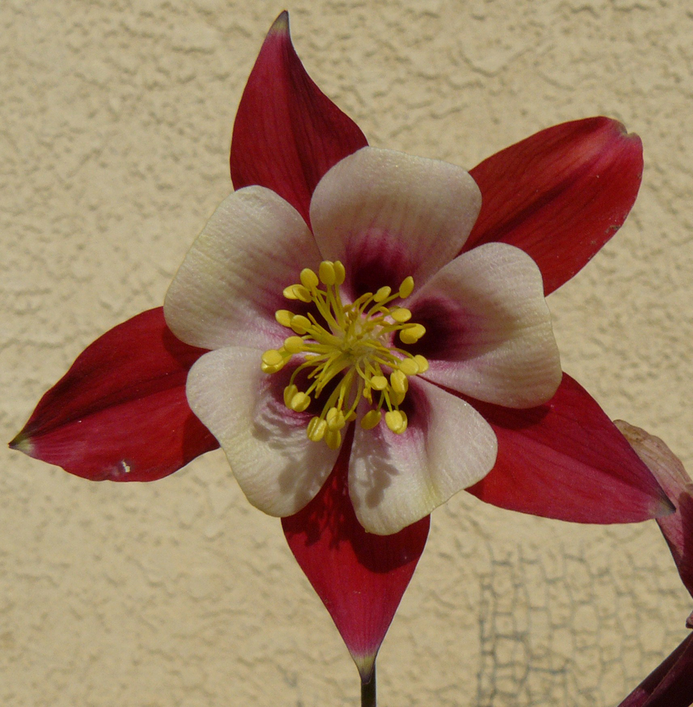 Columbine