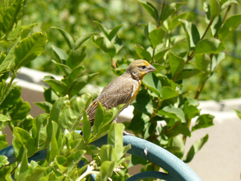 Male House Finch 13