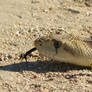 Gopher Snake