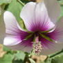 Tree Mallow Flower 2