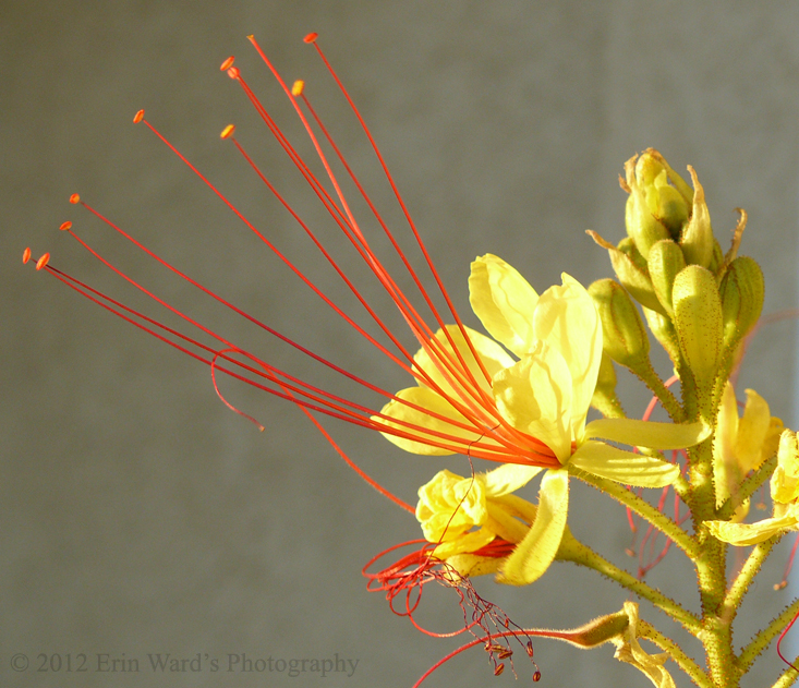 Desert Bird Of Paradise