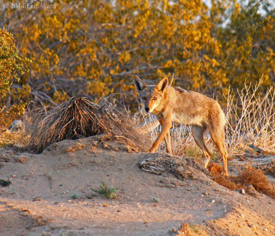 Coyote