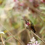 Male Calliope Hummingbird