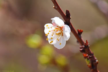 April Apricot