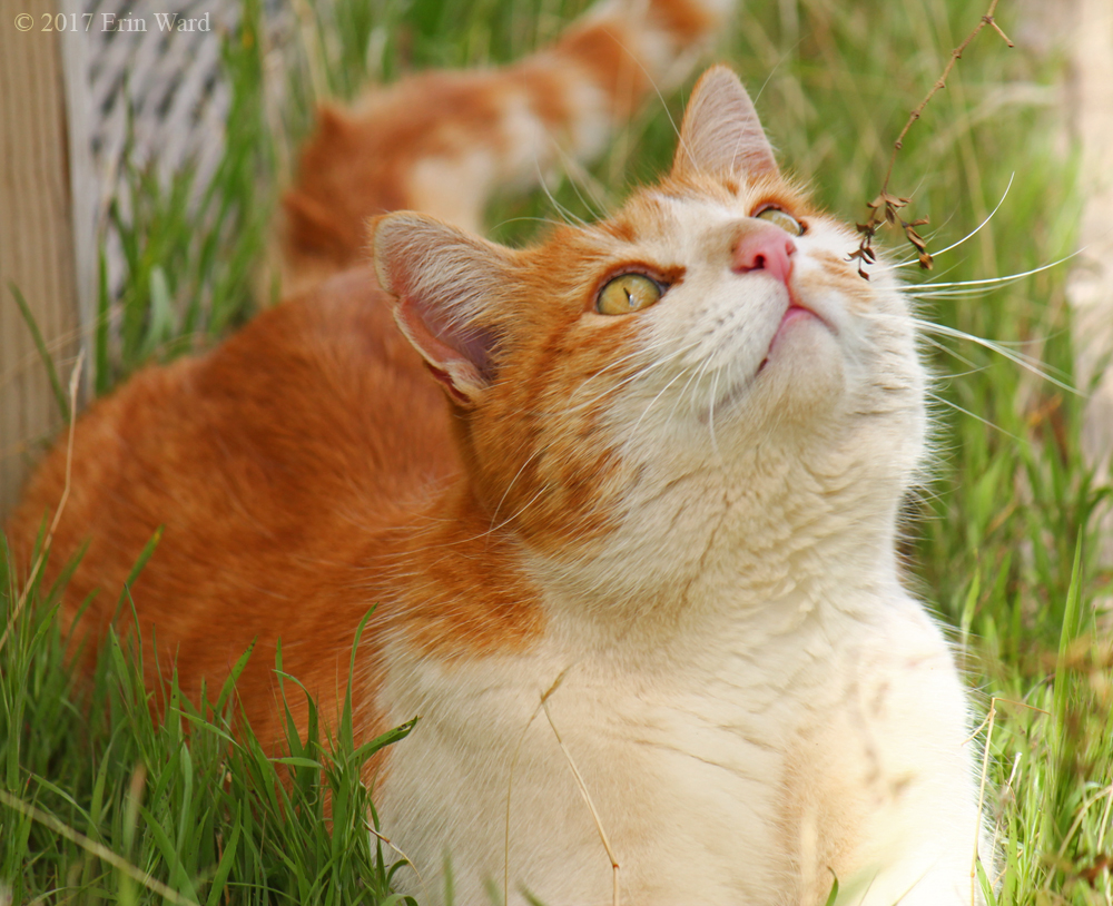 Goodbye Buddy by TurquoiseMoon on DeviantArt