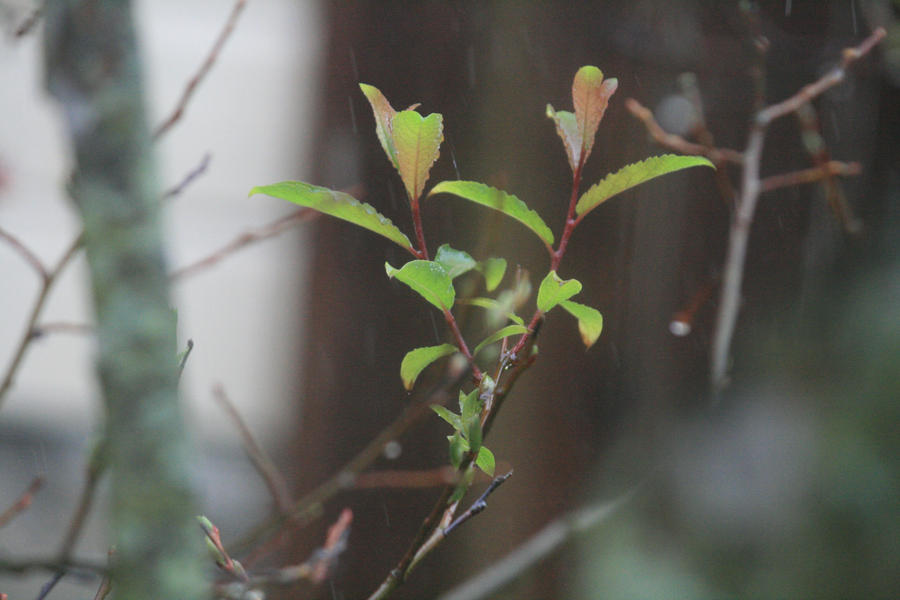 Hope in Rain