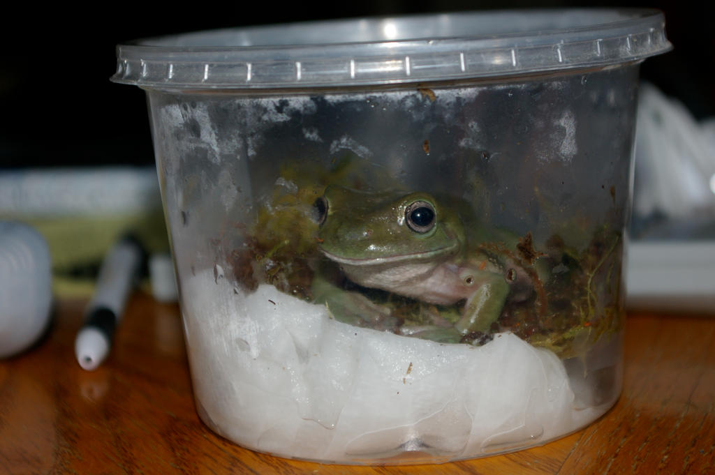 New frog