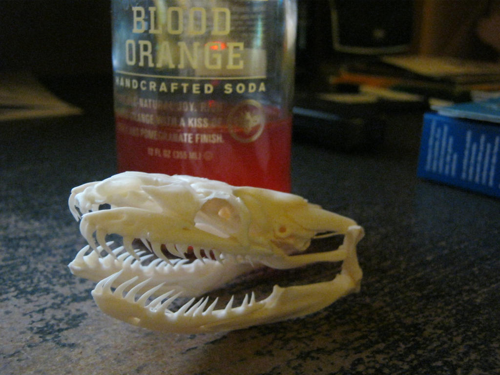 Python Skull by Ghaenelt on DeviantArt