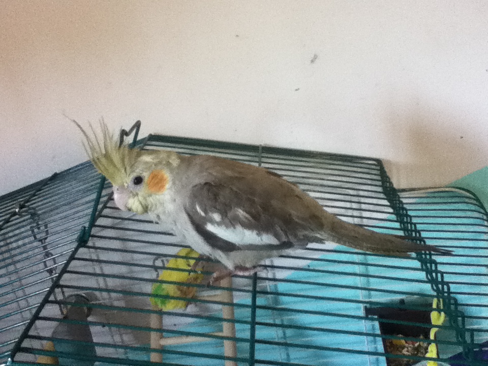 My new bird Gizmo