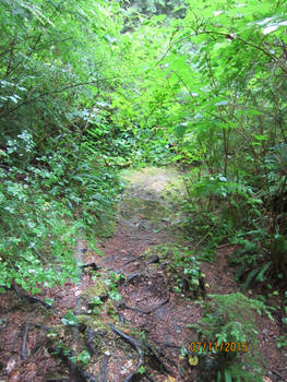 The Secret Forest Path - Neah Bay, WA