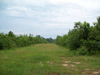 A nice path home