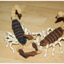Crocheted Scorpions In Action