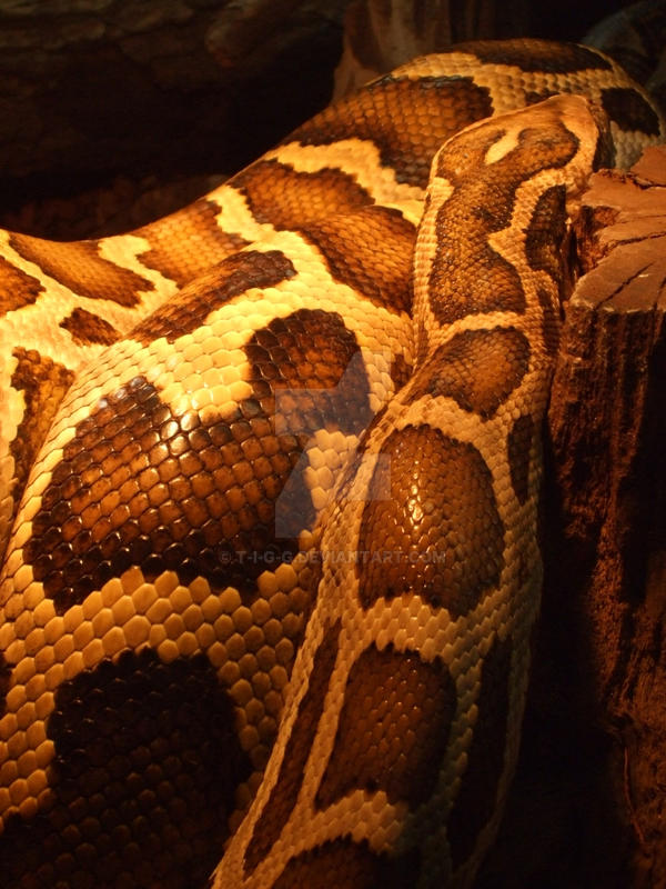 Burmese Python by T-i-g-g on DeviantArt