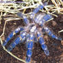 Poecilotheria metallica female