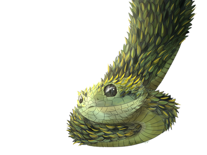 Atheris chlorechis by oOBrieOo on DeviantArt