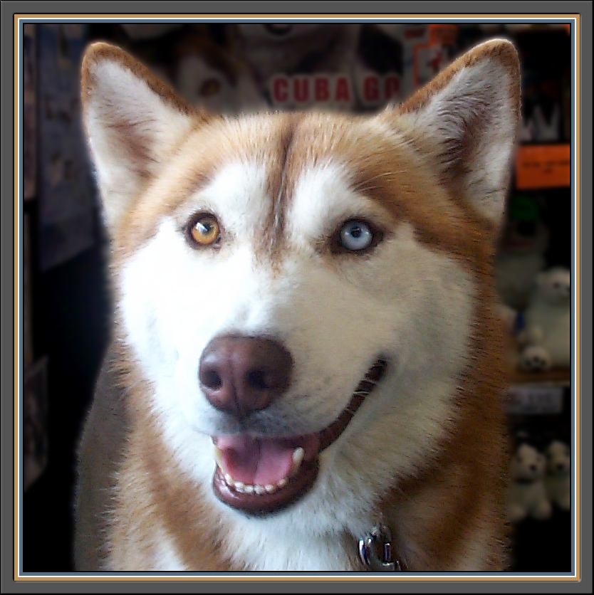 Eyes of a Husky