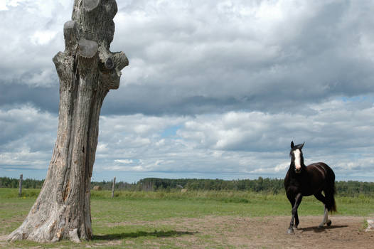 Turbo and the Tree