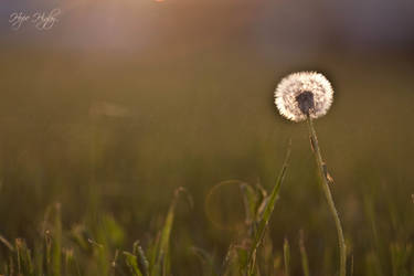 Dandelion and sunshine--1609