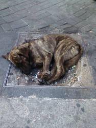 Dog Sleeping Abandoned