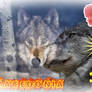 macedonia wolf2