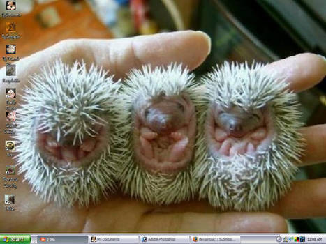 Hedgehogs are soo cute