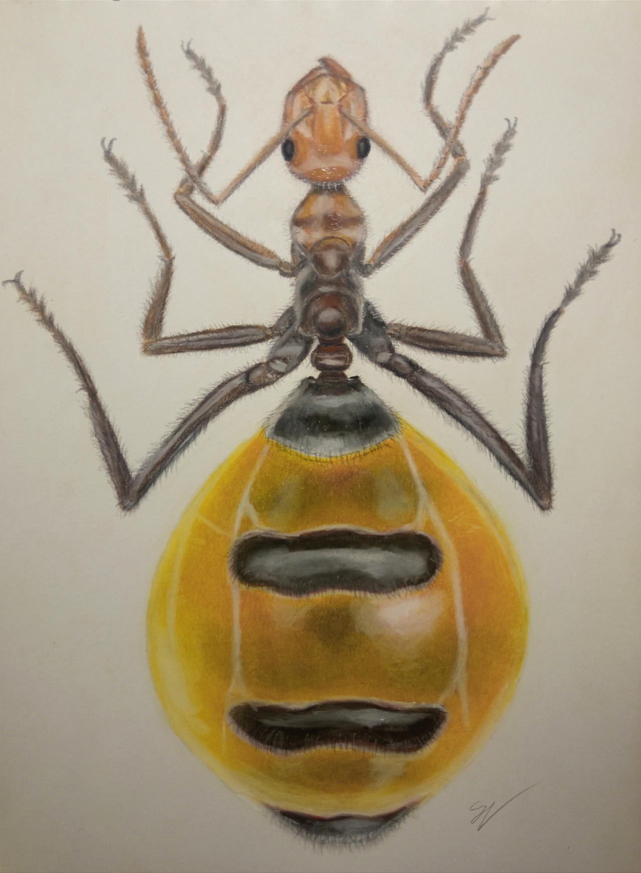 Ant Deviantart Honeypot Ant by HoidDoingHoidThings on DeviantArt