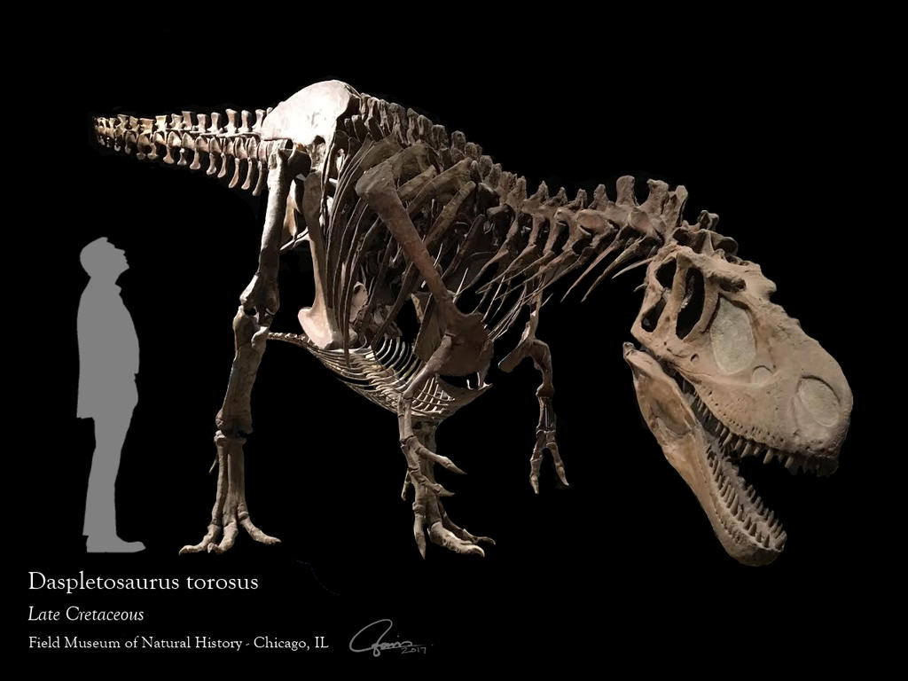 Daspletosaurus Skeleton by ajgus on DeviantArt