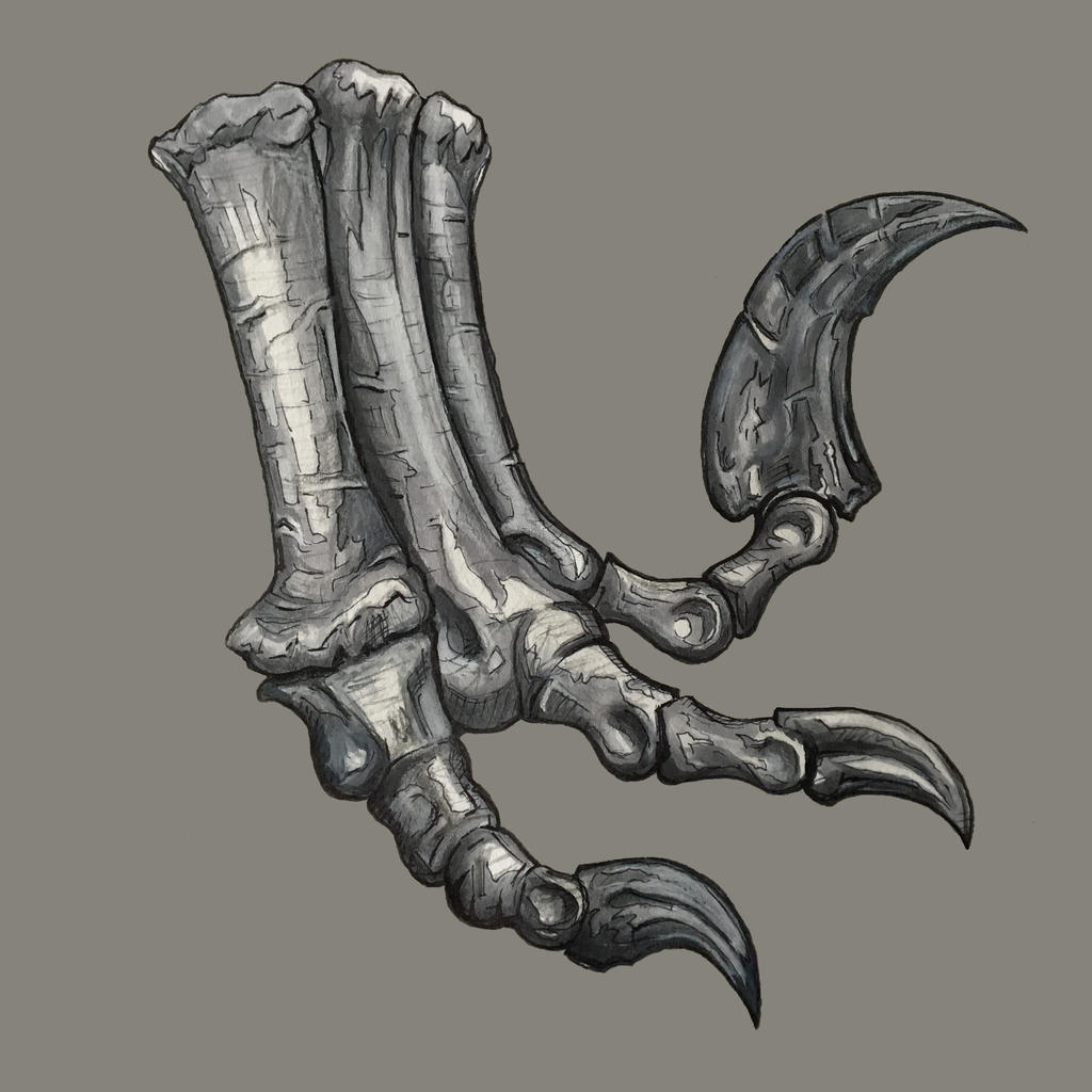 Utahraptor Foot by ajgus on DeviantArt