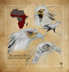 Secretary Bird