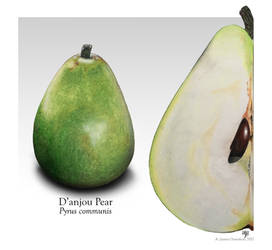 D'anjou Pear Study