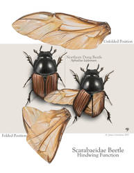 Beetle Study