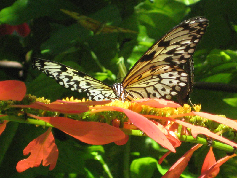 Tree Nymph