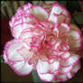 Pink-trimmed Carnation II
