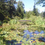 The waterlily pond in Ruissalo