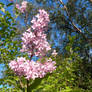 Syringa