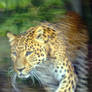 Amur leopard on the move