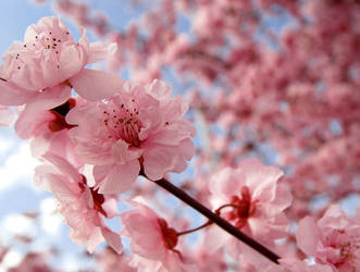 Cherry Blossom