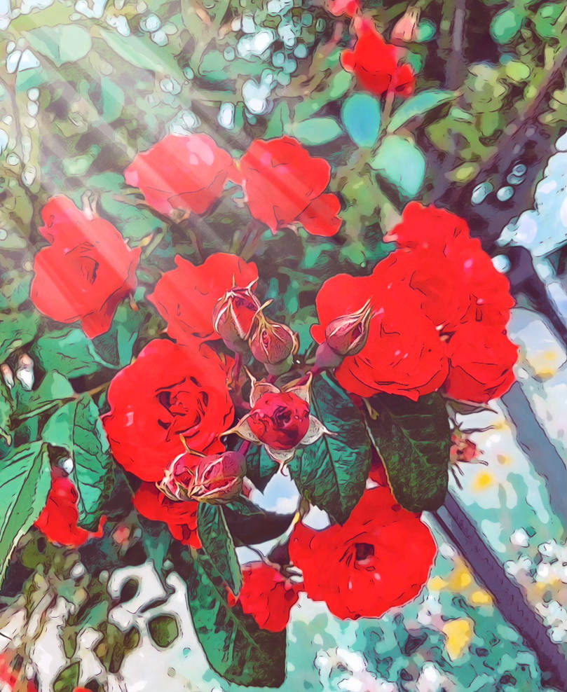 Red roses in light by enisagr on DeviantArt