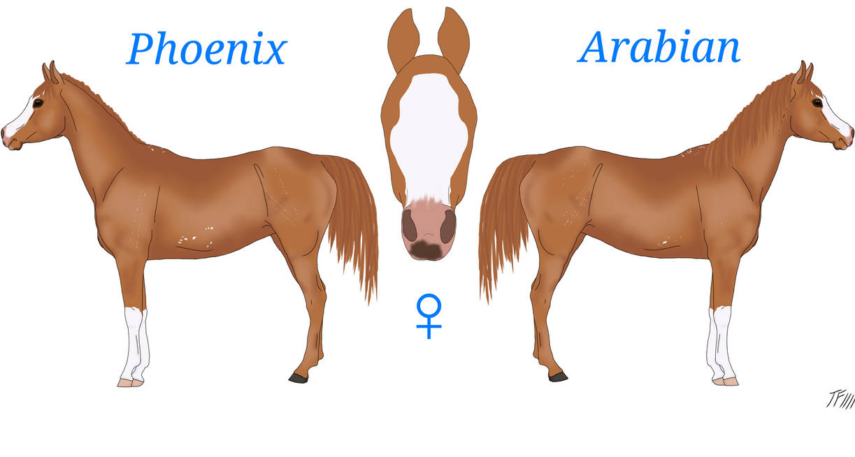 Phoenix Reference by FuzzyPug99 on DeviantArt